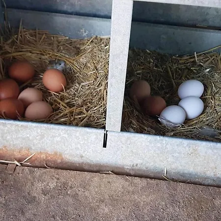 Sierra De Aguafria. El Robledillo * Monesterio