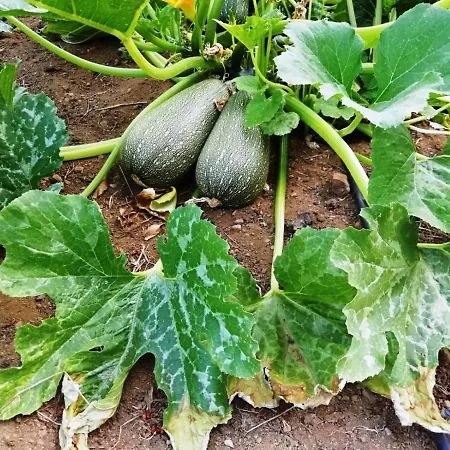 Εξοχικό σπίτι Sierra De Aguafria. El Robledillo *