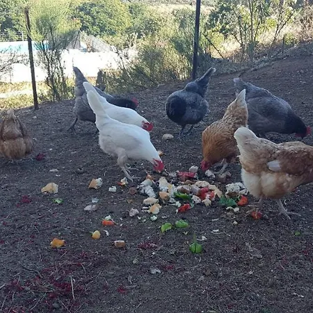 Sierra De Aguafria. El Robledillo * Monesterio