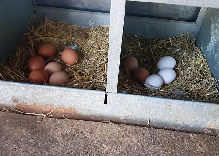 Casa Rural Sierra De Aguafria. Finca El Robledillo * Monesterio