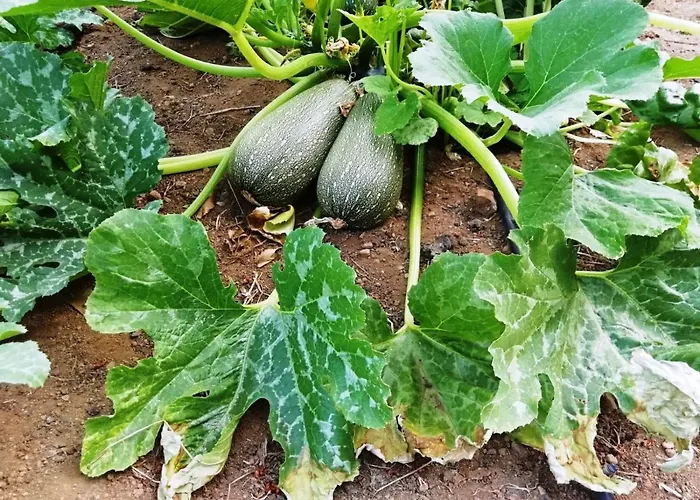 Séjour à la campagne Casa Rural Sierra De Aguafria. Finca El Robledillo *